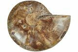 Jurassic Cut & Polished Ammonite Fossil (Half)- Madagascar #216002-1